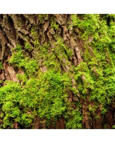 Bernumode | Мужчинам Bernumode | Мужчинам