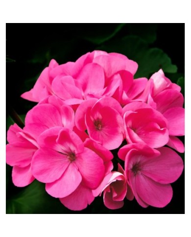 Bernumode | Мужчинам Bernumode | Мужчинам