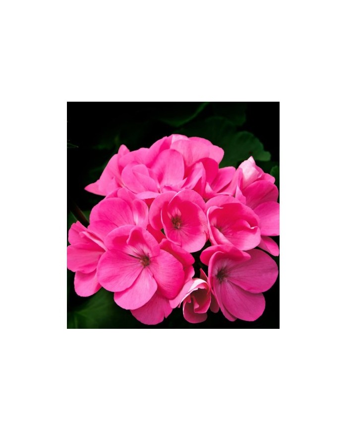 Bernumode | YODEYMA: ROOT Miniperfume 15ML 6,69 € Neaizmirstamais citrusu sajaukums sākuma notīs kombinācijā ar kardamonu un dzintaru piešķir šim parfīmam intensīvu un pievilcīgu aromātu.
Austrumniecisks - Koka Parfīms jūtīgam, elegantam, vīrišķīgam un klasiskam vīrietim.
Sākuma notis ir tās, kuras parfīmā sajūtamas pašas pirmās.Sirds notis ir smaržu esence un būtība.Fona notis ir tās, kuras parfīmam piešķir dziļumu un noturību.


Sākuma nots
Greipfrūts


Sirds nots
Ģerānija


Fona nots
Pačūlija

