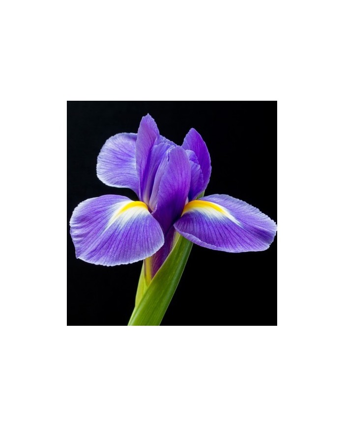 Bernumode | YODEYMA: TIMELESS Miniperfume 15ML 6,69 € Kumīna pikantais aromāts, īrisa jutekliskā klātbūtne un ciedra noturīgais aromāts rada vienmēr aktuālu klasisku parfīmu. Pastāvīgs un juteklisks.



Koka - PikantsUzmanību piesaistošs parfīms elegantam vīrietim.
Sākuma notis ir tās, kuras parfīmā sajūtamas pašas pirmās.Sirds notis ir smaržu esence un būtība.Fona notis ir tās, kuras parfīmam piešķir dziļumu un noturību.


Sākuma nots
Kumins


Sirds nots
Īriss


Fona nots
Ciedrs




