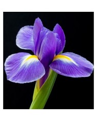 Bernumode | YODEYMA: TIMELESS Miniperfume 15ML 6,69 € Kumīna pikantais aromāts, īrisa jutekliskā klātbūtne un ciedra noturīgais aromāts rada vienmēr aktuālu klasisku parfīmu. Pastāvīgs un juteklisks.



Koka - PikantsUzmanību piesaistošs parfīms elegantam vīrietim.
Sākuma notis ir tās, kuras parfīmā sajūtamas pašas pirmās.Sirds notis ir smaržu esence un būtība.Fona notis ir tās, kuras parfīmam piešķir dziļumu un noturību.


Sākuma nots
Kumins


Sirds nots
Īriss


Fona nots
Ciedrs




