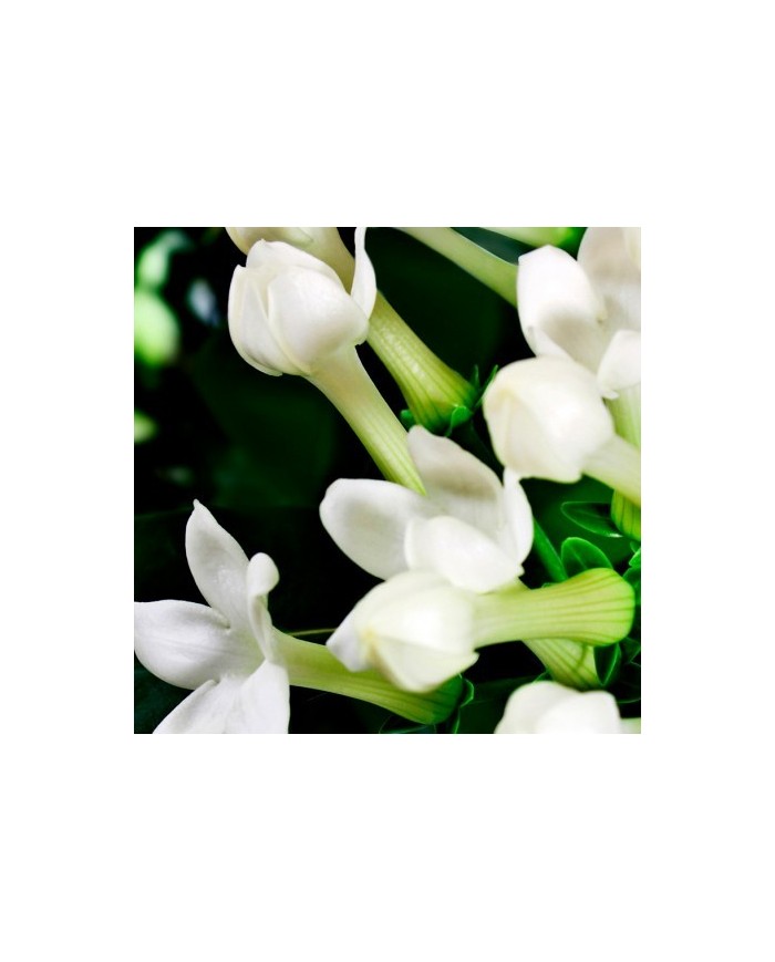 Bernumode | YODEYMA: Boreal Perfume 50мл 17,40 € Boreal Amber от парфюмерии Yodeyma — притягательный, яркий и интенсивный аромат, сочетающий в себе ноты жасмина, шафрана, кедра и амбры.
Притягательный, сияющий и интенсивный, с нотами амбры, дерева и цветов, создающими чувственный и элегантный аромат, который со временем становится все интенсивнее.
Верхняя часть пирамиды аромата
Жасмин
Нота сердца
Шафран
Нота шлейфа
Дерево

