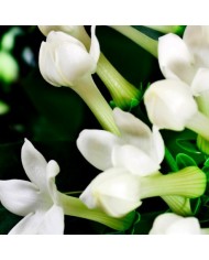 Bernumode | YODEYMA: Boreal Perfume 50мл 17,40 € Boreal Amber от парфюмерии Yodeyma — притягательный, яркий и интенсивный аромат, сочетающий в себе ноты жасмина, шафрана, кедра и амбры.
Притягательный, сияющий и интенсивный, с нотами амбры, дерева и цветов, создающими чувственный и элегантный аромат, который со временем становится все интенсивнее.
Верхняя часть пирамиды аромата
Жасмин
Нота сердца
Шафран
Нота шлейфа
Дерево

