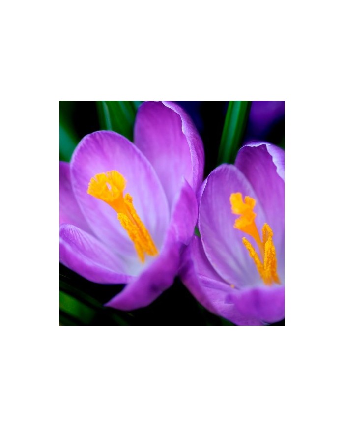 Bernumode | YODEYMA: Boreal Perfume 50мл 17,40 € Boreal Amber от парфюмерии Yodeyma — притягательный, яркий и интенсивный аромат, сочетающий в себе ноты жасмина, шафрана, кедра и амбры.
Притягательный, сияющий и интенсивный, с нотами амбры, дерева и цветов, создающими чувственный и элегантный аромат, который со временем становится все интенсивнее.
Верхняя часть пирамиды аромата
Жасмин
Нота сердца
Шафран
Нота шлейфа
Дерево

