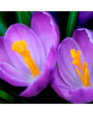 Bernumode | YODEYMA: Boreal Perfume 50мл 17,40 € Boreal Amber от парфюмерии Yodeyma — притягательный, яркий и интенсивный аромат, сочетающий в себе ноты жасмина, шафрана, кедра и амбры.
Притягательный, сияющий и интенсивный, с нотами амбры, дерева и цветов, создающими чувственный и элегантный аромат, который со временем становится все интенсивнее.
Верхняя часть пирамиды аромата
Жасмин
Нота сердца
Шафран
Нота шлейфа
Дерево

