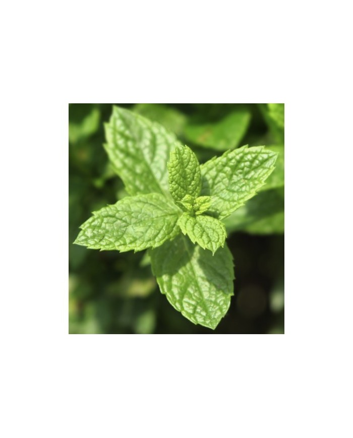 Bernumode | YODEYMA: Mint Ocean Miniperfume 15мл 7,60 € Свежий, утончённый и универсальный аромат, который приглашает в путешествие полное контрастов — от яркой электрической энергии до мягкого, ароматного тепла.
Основные ноты:
Верхняя нотаМята
Сердечная нотаЛимон
Базовая нотаБазилик







