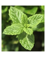 Bernumode | YODEYMA: Mint Ocean Miniperfume 15мл 7,60 € Свежий, утончённый и универсальный аромат, который приглашает в путешествие полное контрастов — от яркой электрической энергии до мягкого, ароматного тепла.
Основные ноты:
Верхняя нотаМята
Сердечная нотаЛимон
Базовая нотаБазилик







