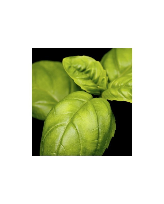 Bernumode | YODEYMA: Mint Ocean Miniperfume 15мл 7,60 € Свежий, утончённый и универсальный аромат, который приглашает в путешествие полное контрастов — от яркой электрической энергии до мягкого, ароматного тепла.
Основные ноты:
Верхняя нотаМята
Сердечная нотаЛимон
Базовая нотаБазилик







