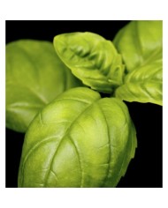 Bernumode | YODEYMA: Mint Ocean Miniperfume 15мл 7,60 € Свежий, утончённый и универсальный аромат, который приглашает в путешествие полное контрастов — от яркой электрической энергии до мягкого, ароматного тепла.
Основные ноты:
Верхняя нотаМята
Сердечная нотаЛимон
Базовая нотаБазилик







