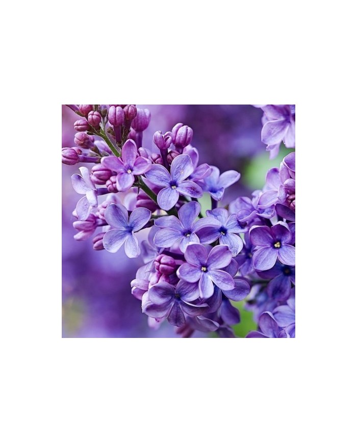 Bernumode | YODEYMA: Silk Elixir Miniperfume 15мл 7,60 € Аромат, который останавливает время, оставляя ощущение вечности в каждой капле. Парфюм, созданный, чтобы передать саму суть настоящего: неотразимую, нежную и деликатную.
Основные ноты:
Верхняя нотаФиалка
Сердечная нотаУд
Базовая нотаДамасская роза
