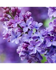 Bernumode | YODEYMA: Silk Elixir Miniperfume 15мл 7,60 € Аромат, который останавливает время, оставляя ощущение вечности в каждой капле. Парфюм, созданный, чтобы передать саму суть настоящего: неотразимую, нежную и деликатную.
Основные ноты:
Верхняя нотаФиалка
Сердечная нотаУд
Базовая нотаДамасская роза
